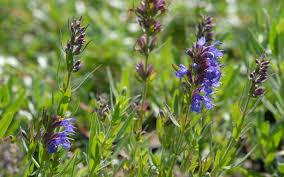 Over 100,000 english translations of german words and phrases. Hyssopus Officinalis Ssp Aristatus Zwerg Ysop Felsen Ysop