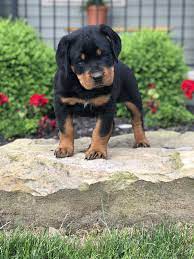 370 Puppiesetc Ideas In 2021 Puppies Cute Animals Cute Dogs