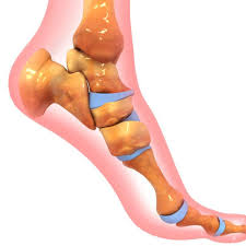 Anggota gerak bawah terdiri atas femur (tulang paha), tibia (tulang kering), fibula (tulang betis), patela (tulang tempurung lutut), tarsal (tulang pergelangan kaki) bagian ujung bawah fibula membentuk tonjolan yang disebut maleolus lateral (mata kaki luar). Cara Memperkuat Pergelangan Kaki