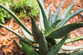 Image result for Aloe littoralis