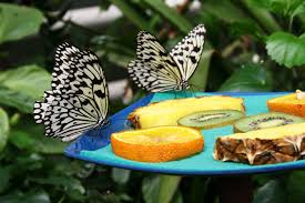 The imperial butterfly house vienna, дом ба. Schmetterlingshaus Egapark Erfurt Foto Bild Tiere Schmetterling Egapark Bilder Auf Fotocommunity
