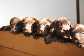 Our dogs are rescued from across the united states and are transported to vermont and surrounding areas by for the love of dogs vermont upon adoption approval. Heather Hollow Labs