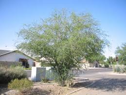 Image result for Acacia farnesiana