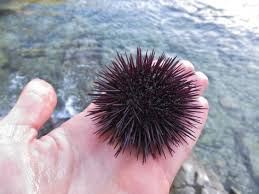 Nonton online berita dan info landak laut terupdate hanya di vidio. 18 Salungo Sea Urchin Ideas Sea Sea Urchin Urchin