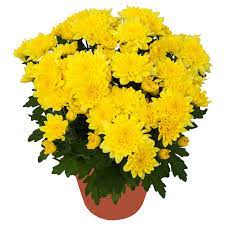 Chrysanthemum Potted Plant Chrysanthemums Yellow Ikea Easy Care Plants Buy Indoor Plants Potted Mums