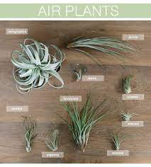 Air Plants Care And Styling Warm Hot Chocolate Air Plants Care Plants Plant Display Ideas