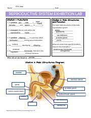 Reproductive System Exhibition Stations Answer Sheet Reproductive System Exhibition Stations 1 Pd Erik Jose Name Date Reproductive System Course Hero