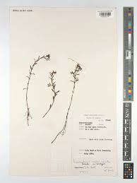 Image result for Laurembergia repens