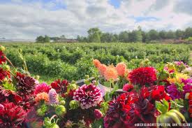 Just a few acres farm. Dahlia Acres Farm Pick Your Own Flowers Husonville Mi Michigan Sweet Spot