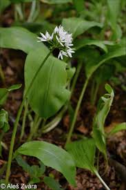 Image result for Allium ursinum