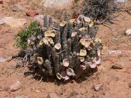 Image result for Hoodia