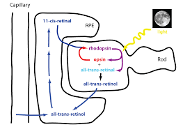 Visual Cycle