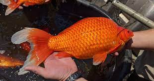 Goldfish ponds can have many shapes and sizes. 8ykcsqcnz4oetm