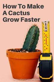 Being cactus lover, you wish to grow these inside your home. How To Make A Cactus Grow Faster Cactus Fast Growing Flowers How To Grow Cactus