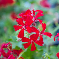 Dependable variety with good weather resistance. Ville De Paris Red Balcony Geranium Plant Free Shipping