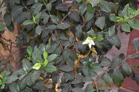 Image result for Gardenia resinifera