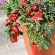 Particularly in northern climates where the growing season is short, plant peppers indoors for a satisfying horticultural adventure. Growing Bell Peppers In Pots How To Grow Bell Peppers In Containers Care Balcony Garden Web