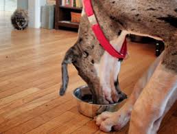 This behavior is often considered normal, but some dogs can become excessively aggressive due to learning and genetic factors. How To Recognize And Manage Food Aggression Karen Pryor Clicker Training
