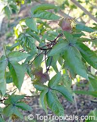 Image result for Gossypium barbadense