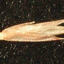 Image result for Pogonarthria