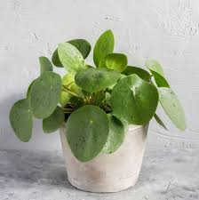 Studies have shown that featuring potted plants in your home or workspace increases concentration, boosts mood, and improves air quality. 25 Easy Houseplants Easy To Care For Indoor Plants