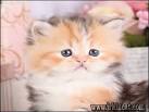 Persian Cat Breeders Virginia - Persian Kittens for SALE ...