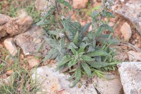 Image result for Cystostemon