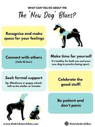 Help, I Think I Made a Mistake… Breaking Down the “New Dog” Blues – The  Trickster Shibes