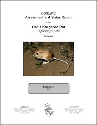 Most kangaroo rats can only survive in the desert, but one species, called ord's kangaroo rat, makes its kangaroo rats don't sweat. Ord S Kangaroo Rat Dipodomys Ordii Cosewic Assessment And Status Report 2017 Canada Ca