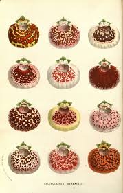 Image result for Calceolariaceae