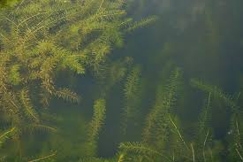 Image result for Hydrilla