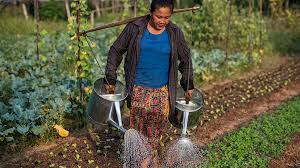 Organic agriculture is always better. Organic Farming And Poverty 12 Things To Know Asian Development Bank