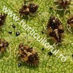Tigrul platanului (corythucha ciliata) este o specie invazivă, originară din america de nord, de pe coasta de est. Tigrul Platanului Corythucha Ciliata Combatere Horticultorul Ro