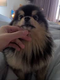 Find and follow posts tagged yeotan on tumblr. Weverse In 2021 Cute Animals Animals Taehyung