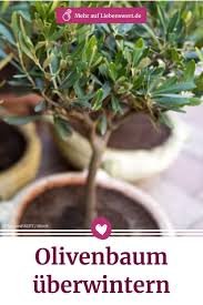 Mit diesen vorkehrungen überwintert ihr olivenbaum im beet gesund und munter: Olivenbaum Uberwintern 10 Tipps Zur Richtigen Pflege Liebenswert Magazin Olivenbaum Uberwintern Olivenbaum Mediterrane Pflanzen
