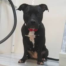 Our amazing puppies will bring joy & happiness to the amazing family that will get them Pit Bulls With Blue Eyes Health Risks Tips Care Pictures Faqs Canine Bible