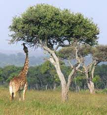 Grassland Biome Animals And Plants Inhabiting This Natural Wonder Science Struck