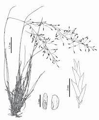 Image result for Eragrostis tenuifolia