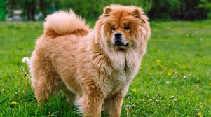 Male akc havanese puppy named 'harper' for sale in san diego, california! Chow Chow Puppies For Sale Chow Chow Dog Breed Info Greenfield Puppies