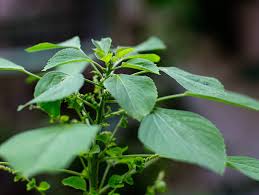 Image result for Acalypha fruticosa
