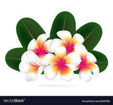 Hawaii Flower Frangipani White Plumeria Vector Image On Vectorstock Plumeria Flowers Colorful Flowers