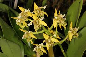 Image result for Chlorophytum macrophyllum