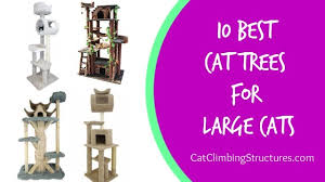 This tree is huge and comfy. 10 Best Cat Trees For Large Cats Cat Tree Reviews Cat Climbing Structures