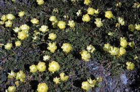 Image result for Grielum