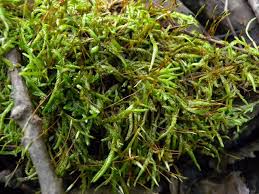 Image result for Entada mossambicensis
