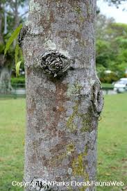 Image result for Monoon