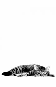 wall paper cat love 38 ideas cats cute animals cats iphone