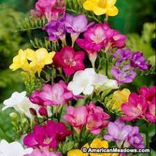 Pin On Gardening Ideas