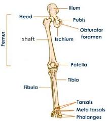 One girdle that is formed by your hip bones, thethigh, the calf and your foot. The Appendicular Skeleton Of Human Body Online Science Notes
