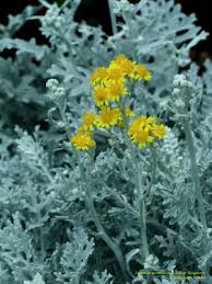 Image result for Senecio ruwenzoriensis